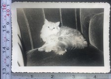 Fluffy cat sitting for sale  Weatherly