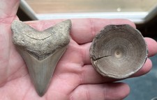 Megalodon vertebra fossil for sale  Chesapeake Beach