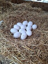 Fertile chicken eggs for sale  TONBRIDGE