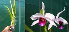 Laelia purpurata var. d'occasion  Fumel