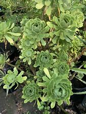 Aeonium arboreum tree for sale  Rancho Cucamonga