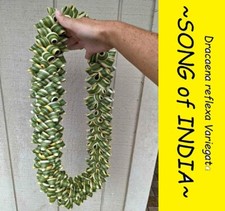 plant live plant dracaena for sale plant live plant dracaena for sale Haleiwa