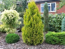 Thuja plicata goldy for sale  STOKE-ON-TRENT
