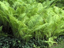 Live ostrich fern for sale  USA
