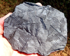 Fern fossil lyginopteris for sale  Birmingham