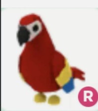 Adopt pet parrot for sale  MACCLESFIELD