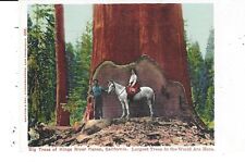 Postcard big trees for sale  Missoula