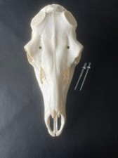 Nr1 schädel rothirsch gebraucht kaufen  Coesfeld