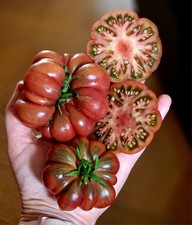 Tomatensamen fleischtomate pur gebraucht kaufen Tomatensamen fleischtomate pur gebraucht kaufen  Ennepetal