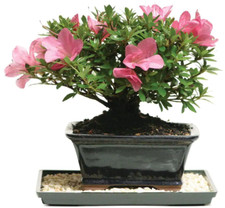Brussel bonsai satsuki for sale  Pompano Beach
