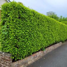 1400 tall griselinia for sale  COLWYN BAY