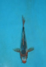 butterfly koi fish for sale butterfly koi fish for sale Estill