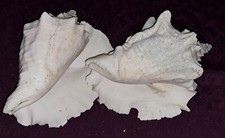 Lot coquillage collection d'occasion  Arras