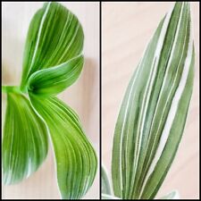 Albiflora quicksilver dünne gebraucht kaufen  Nürnberg