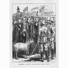 Presentation goat 23rd for sale  GLASGOW