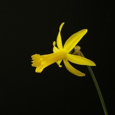 daffodil bulbs for sale daffodil bulbs for sale YORK