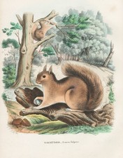 Sciurus vulgaris eichhörnchen gebraucht kaufen  Seubersdorf