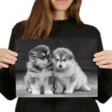 Alaskan malamute puppies for sale  SELBY