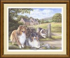 Shetland sheepdog shelties d'occasion  Expédié en Belgium