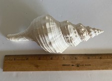 Beautiful horse conch for sale  Sycamore