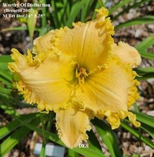 Daylily worthy distinction for sale  Mount Pleasant