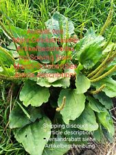 Używany, Breitwegerich, Breit Wegerich, Plantago major, plaintain broadleaf, 400 nasion, nasion na sprzedaż  Wysyłka do Poland
