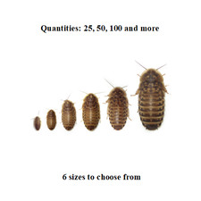Dubia roaches sizes for sale  Berkeley