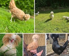 Polish chicken eggs for sale  UK