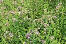 Semillas de orégano hierbas culinarias jardín semillas de orégano no transgénicas segunda mano  Embacar hacia Argentina