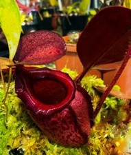 Nepenthes rajah extremely d'occasion  Expédié en Belgium