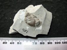 Xisto de sílica Devonian Phacops Eldregiops milleri fóssil trilobita comprar usado  Enviando para Brazil