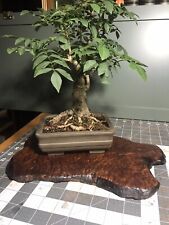 Japanese bonsai display for sale  Portland