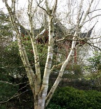 Himalaya birke betula gebraucht kaufen Himalaya birke betula gebraucht kaufen  Basedow, Güizow, Lütau