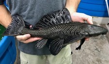 Live common pleco for sale  Fort Myers