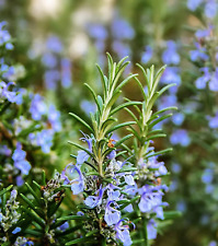 Rosemary seeds seeds for sale  Buffalo