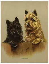 Cairn terrier dogs for sale  Hemet