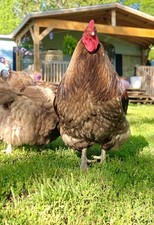 orpington buff hen for sale orpington buff hen for sale Church Hill
