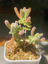 Drosanthemum sp. red for sale  WOKINGHAM