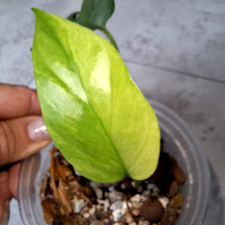 Rhaphidophora tetrasperma mons gebraucht kaufen  Neunkirchen-Seelscheid
