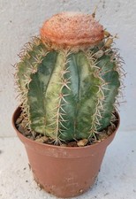 Melocactus matanzanus variegat usato  Lecce