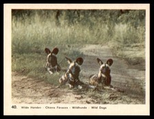 African wildlife card for sale  UK