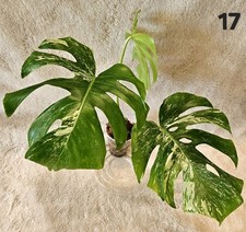 Monstera borsigiana albo for sale  Chowchilla