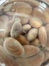 Fresh jackfruit seeds for sale  Albertson