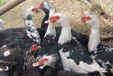 Muscovy duck hatching for sale  Malcolm