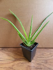 Aloe vera young for sale  BILSTON