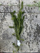 Elodea densa bunch for sale Elodea densa bunch for sale  SOUTHAMPTON