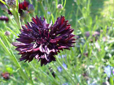 Flower cornflower black for sale  HIGH WYCOMBE