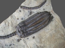 Encrinus liliiformis große gebraucht kaufen  Ostfildern