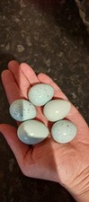 Eggs celadon eggs for sale  CORBY