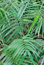 Chamaedorea radicalis microspa for sale  Walterboro